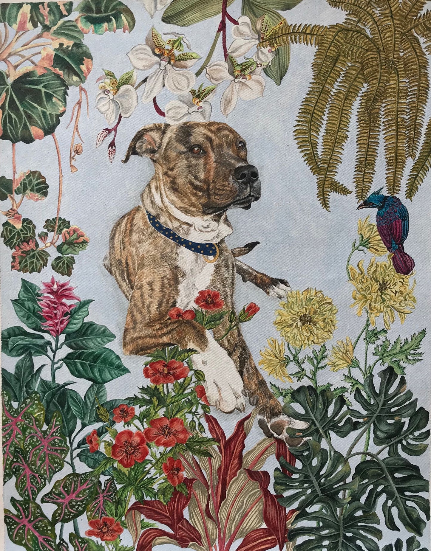 Pet Portraits