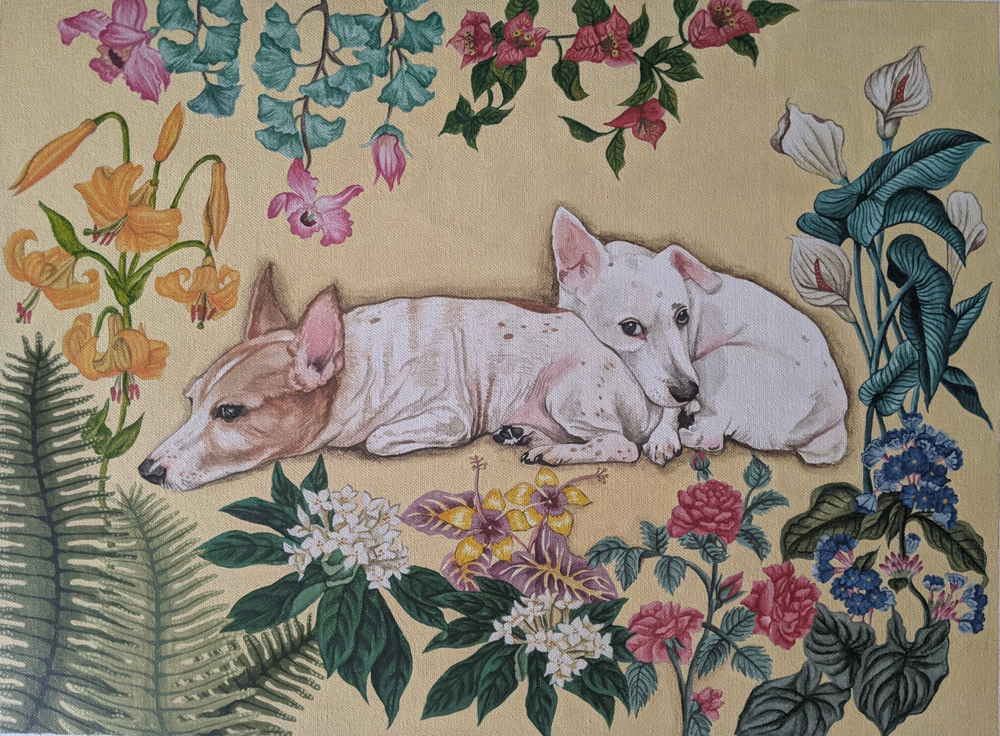 Pet Portraits